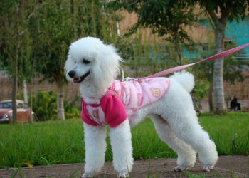 Custo de manutenção de um cão pode chegar a R$ 40 mil. Portal de Marcelino fez as contas