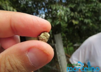 Minerador acredita que fragmentos amarelos encontrados em pedras em Marcelino seriam Ouro