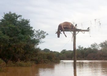 Vaca é encontrada em cima de poste após enchente