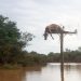 Vaca é encontrada em cima de poste após enchente