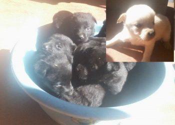 Doa-se: Família de Marcelino procura lar para 8 filhotes de cães