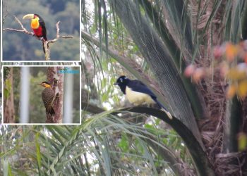 Fauna exuberante desperta potencial de Marcelino Ramos para o Ecoturismo
