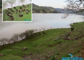 Portal de Marcelino flagra bando de Capivaras nas margens do Lago do Rio Uruguai