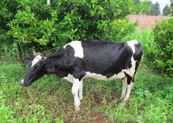 Dupla é detida em Viadutos com novilha furtada em Maximiliano de Ameida