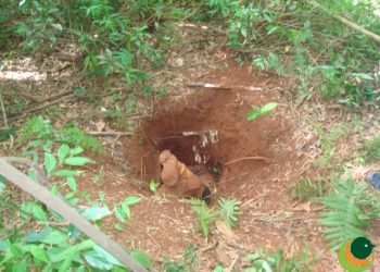 Em Passo Fundo: Caçador morre entalado em toca de tatu