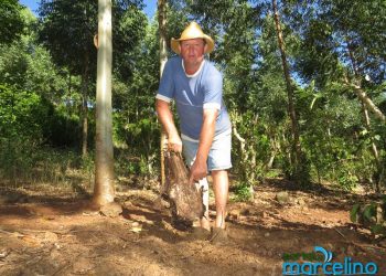 Vaca holandesa prenhe de 8 meses, avaliada em R$ 4 mil, é abatida por ladrões no interior de Marcelino Ramos