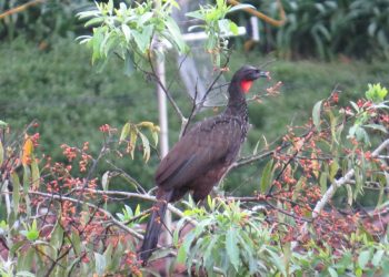 Jacú em copa de árvore na área central de Marcelino Ramos desperta atenção de moradores