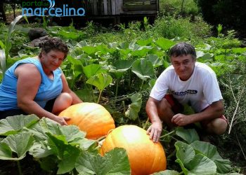 Agricultor de Marcelino Ramos colhe abóboras gigantes