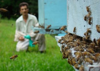 Apicultores de Marcelino contabilizam prejuízos com mortandade de abelhas e queda de produção