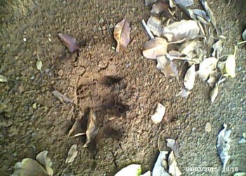 Pegada de Puma é encontrada no porto da Balsa de Marcelino Ramos