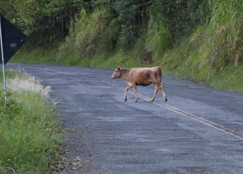 Animais na pista geram riscos de acidentes na saída para Erechim, próximo ao Belvedere