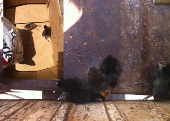 Crueldade: Aves morrem agonizando no sol no centro de Marcelino