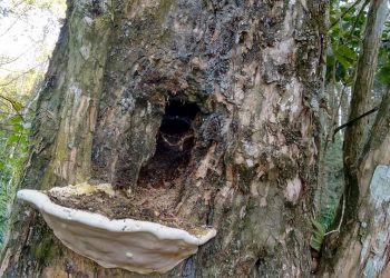 Natureza em harmonia: Ninho de Pica-Pau em Marcelino tem até varanda