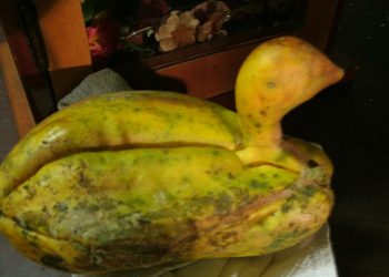 Anomalia: Marcelinense colhe fruta com formato de ave