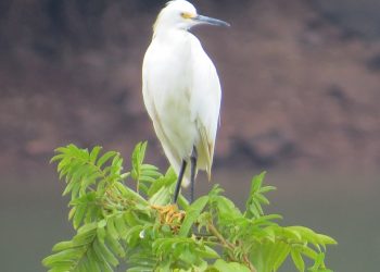 Garças retornam a Marcelino Ramos após período migratório