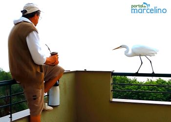 Vídeo mostra Garça domesticada por aposentado retornando ao balneário de Marcelino Ramos