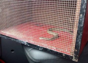 Jararaca é encontrada no interior de carro no centro de Erechim