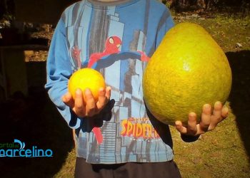 Aposentado colhe super-laranja em Marcelino Ramos