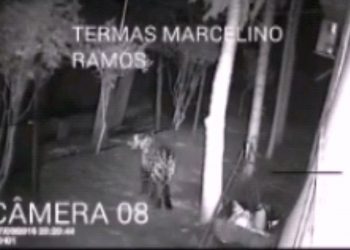 Vídeo de Onça no Balneário de Marcelino é montagem. Termasa quer punir responsável