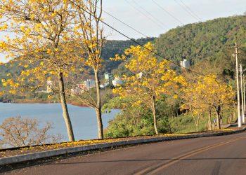 Florada do Ipê proporciona espetáculo de cores em Marcelino Ramos