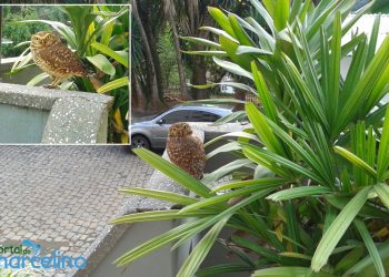 Visita ilustre e mística no IEEMAR