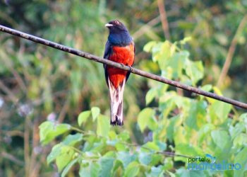 Ave exótica é fotografada no perímetro urbano de Marcelino Ramos