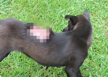Crueldade: Cães mortos e gravemente feridos em Marcelino (cenas fortes)