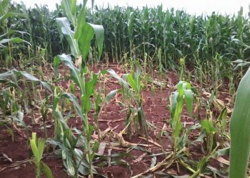 Capivaras provocam prejuízos em lavouras de milho em Alto Bela Vista