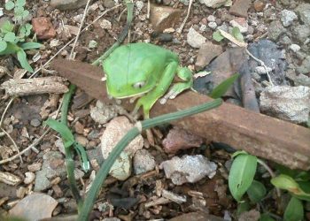 Rã de cor verde é encontrada em Marcelino Ramos