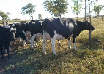 Foco de tuberculose é confirmado em Gaurama e animais são sacrificados