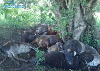 Raio mata sete novilhas no interior de Alto Bela Vista