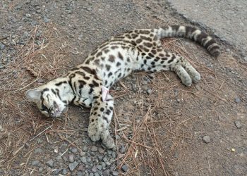Jaguatirica é encontrada morta nas margens da rodovia em Marcelino Ramos