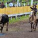 Lama, adrenalina e muita habilidade no Rodeio de Pinhalzinho. Veja como foi o evento