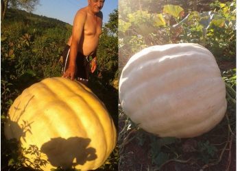 Agricultor colhe abóbora com 200 quilos no interior de Piratuba