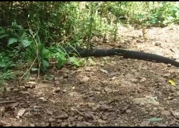 Víbora de mais de dois metros é filmada no interior de Itá