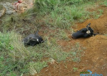 Ladrões furtam gado em Marcelino Ramos e deixam cabeças abandonadas no local do crime