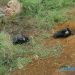 Ladrões furtam gado em Marcelino Ramos e deixam cabeças abandonadas no local do crime
