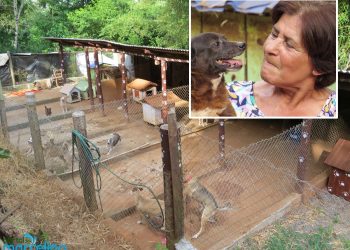 Brechó da AMPA vai arrecadar recursos para obras no canil mantido por aposentada