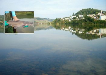 Repovoamento: Lago da Usina de Itá em Marcelino vai receber 500 exemplares de “Suruvi”