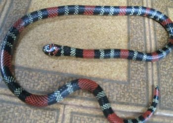 Coral é encontrada no interior de Marcelino Ramos