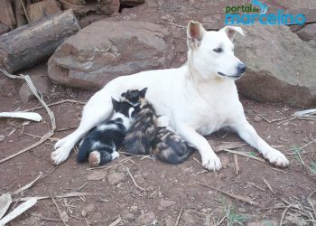 Cadela adota e amamenta gatinhos órfãos