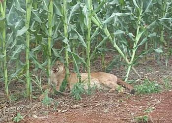 Notícia de PUMA em Alto Bela Vista, produzida por site de Concórdia, é falsa
