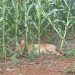 Notícia de PUMA em Alto Bela Vista, produzida por site de Concórdia, é falsa