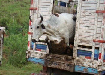 Homem acusado de tentar vender gado de terceiros procura pela polícia em Erechim