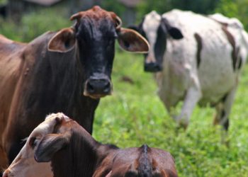 Polícia flagra caminhões se preparando para carregar gado no interior de Marcelino Ramos