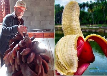 Agricultor colhe em Marcelino Ramos banana com casca vermelha