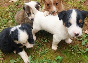 Idosa é levada para asilo e cães ficam desamparados em Viadutos