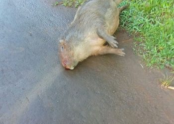 Capivara encontrada morta na avenida Beira Rio em Marcelino Ramos