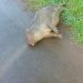 Capivara encontrada morta na avenida Beira Rio em Marcelino Ramos