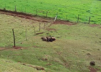 Cães matam 13 ovelhas em Machadinho